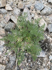 Cymopterus terebinthinus