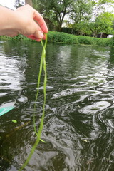 Sagittaria sagittifolia