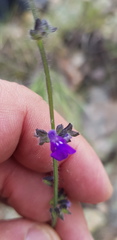Salvia pusilla