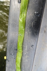 Sagittaria sagittifolia