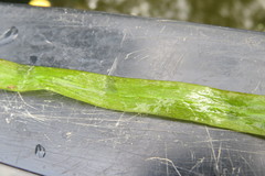 Sagittaria sagittifolia