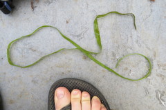 Sagittaria sagittifolia