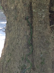 Philothamnus occidentalis