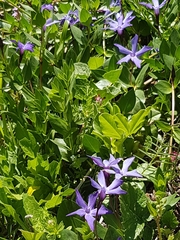 Vinca herbacea
