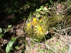 Tephroseris porphyrantha