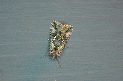 Syngrapha rectangula