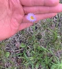 Erigeron glabellus