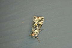 Syngrapha rectangula