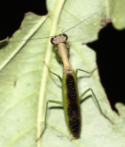 Acontista aurantiaca