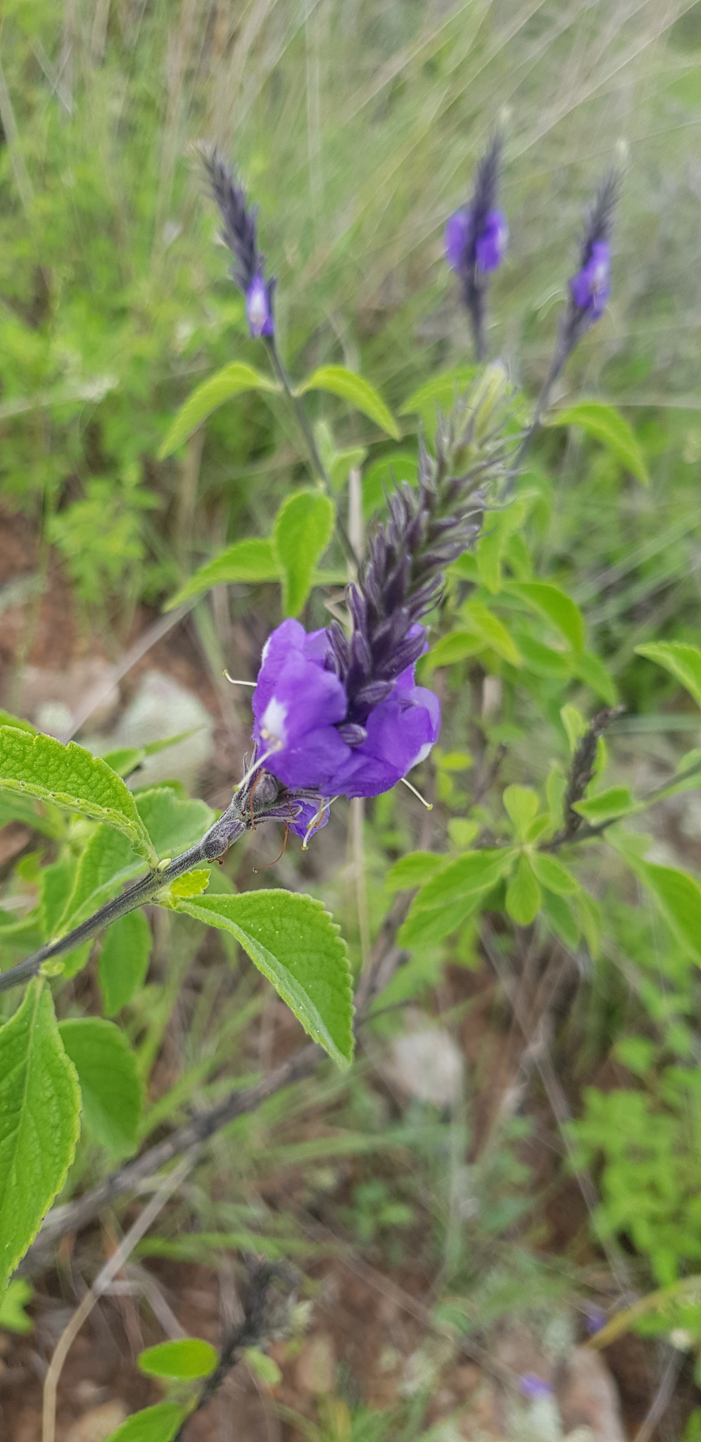 Stachytarpheta acuminata