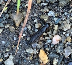 Dinothenarus badipes