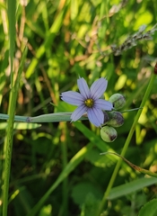 Sisyrinchium septentrionale
