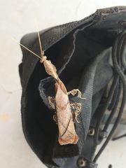 Phyllocrania paradoxa