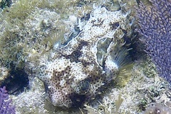 Chilomycterus antennatus