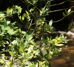 Atherosperma moschatum