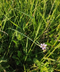 Sisyrinchium septentrionale