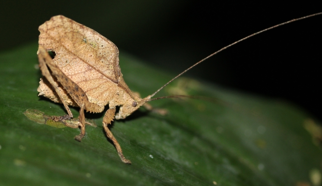 Typophyllum curtum