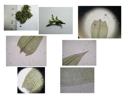 Brachythecium acuminatum observed 2018-07-21