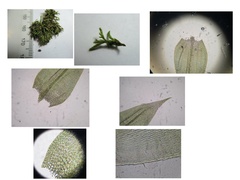 Brachythecium acuminatum