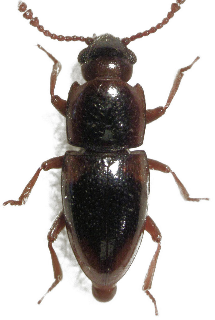 Cryptodacne lenis