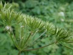 Chaerophyllum hirsutum