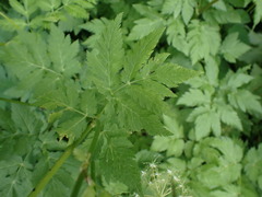 Chaerophyllum hirsutum