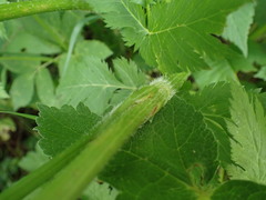 Chaerophyllum hirsutum