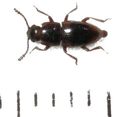 Cryptodacne lenis