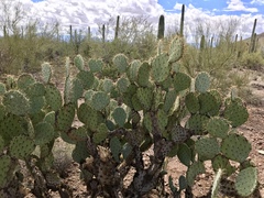 Opuntia confusa