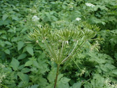 Chaerophyllum hirsutum