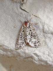 Acronicta fragilis