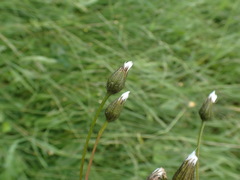 Crepis mollis