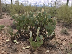 Opuntia confusa