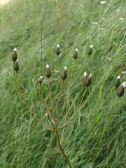 Crepis mollis