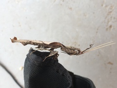 Phyllocrania paradoxa