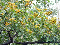 Pterocarpus marsupium