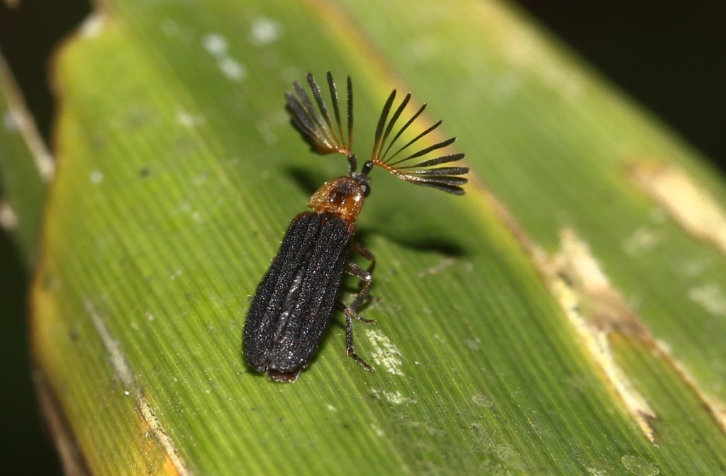 Click, Firefly, and Soldier Beetles from Parcela 4, Sector Monterrey