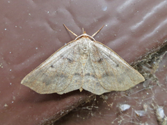 Metarranthis duaria