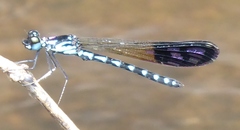 Heliocypha perforata