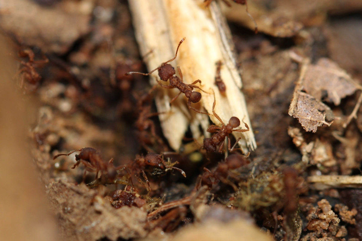 Mycocepurus