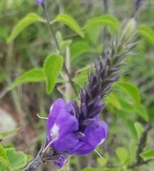 Stachytarpheta acuminata
