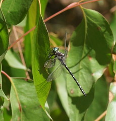 Eusynthemis guttata