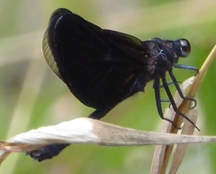 Euphaea masoni