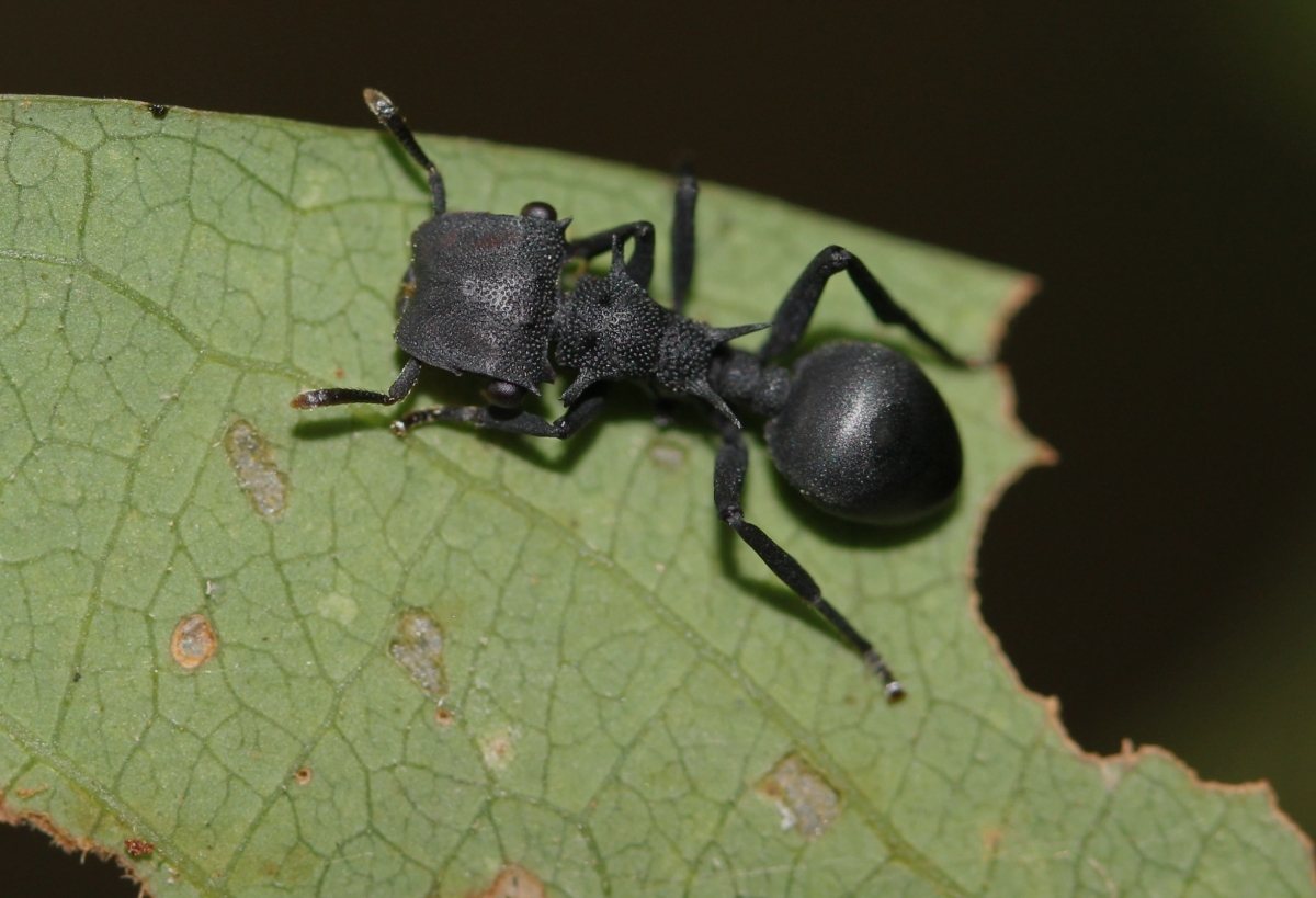 Cephalotes placidus