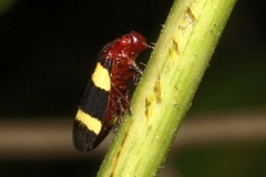 Sphenorhina