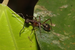 Dolichoderus longicollis