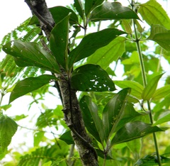Dioscorea pentaphylla