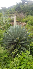 Agave lyobaa