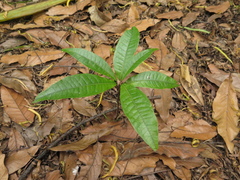 Quercus humboldtii