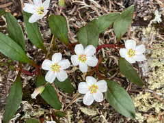 Claytonia multiscapa pacifica